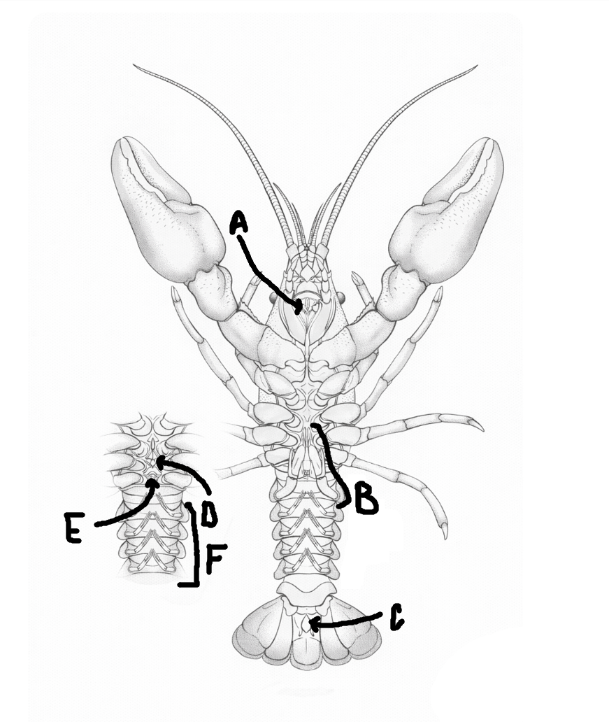 <p>What does letter B show in this diagram?</p>