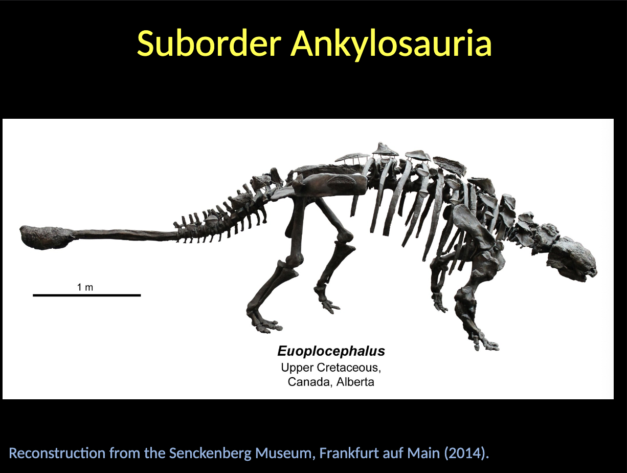 <p>Ankylosauria - Euoplocephalus </p><ul><li><p>Upper CREATCEOUS </p></li><li><p>CANADA</p></li></ul><p></p>