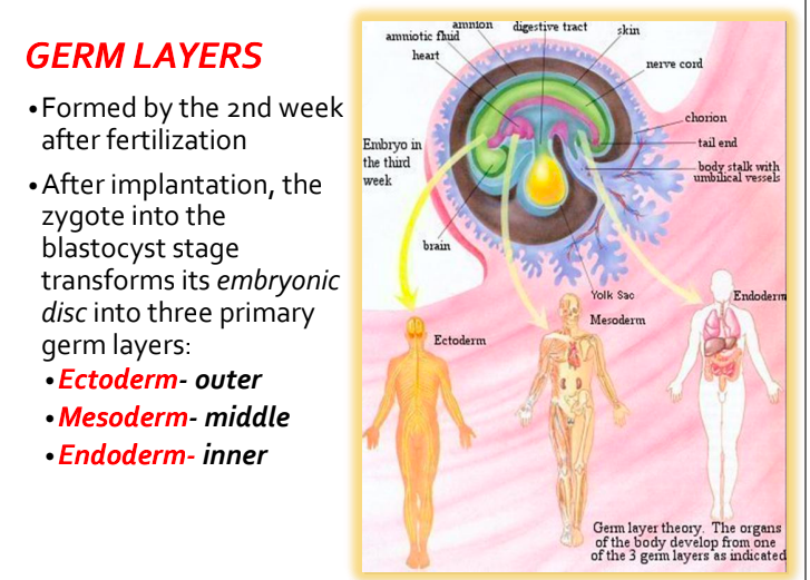 <p>ectoderm: outer layer of skin, oil glands, nails and hair, sense organs, mucus membranes</p><p>mesoderm: bone and cartilage, muscles, vessels, kidneys &amp; gonads</p><p>endoderm: lining of respiratory tract, digestive tract &amp; bladder and urethra </p>