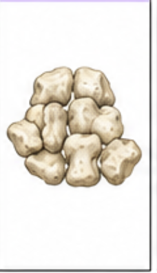 <p>What bone is this?</p>