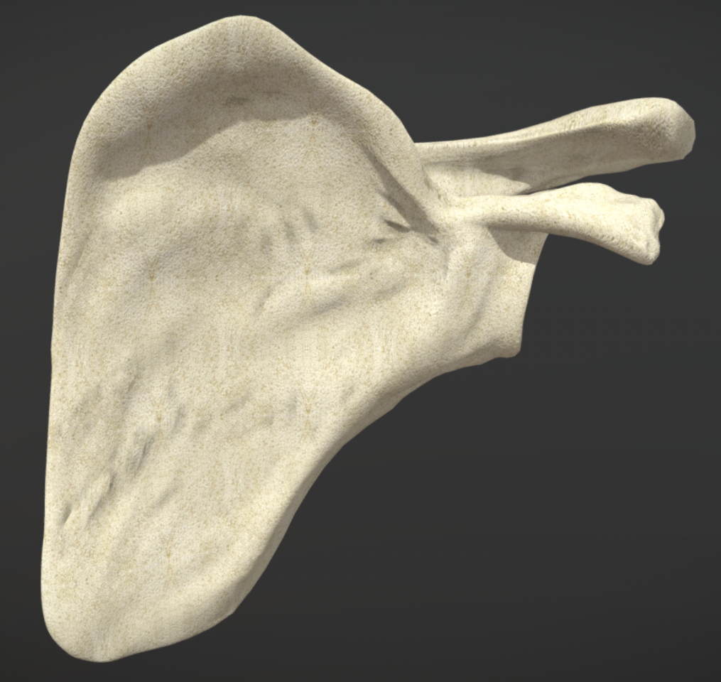<p><span><strong>These bones came from the ________ side of the body.</strong></span></p>