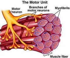 <p>- A motor neuron and all of the muscle fibers it innervates</p>