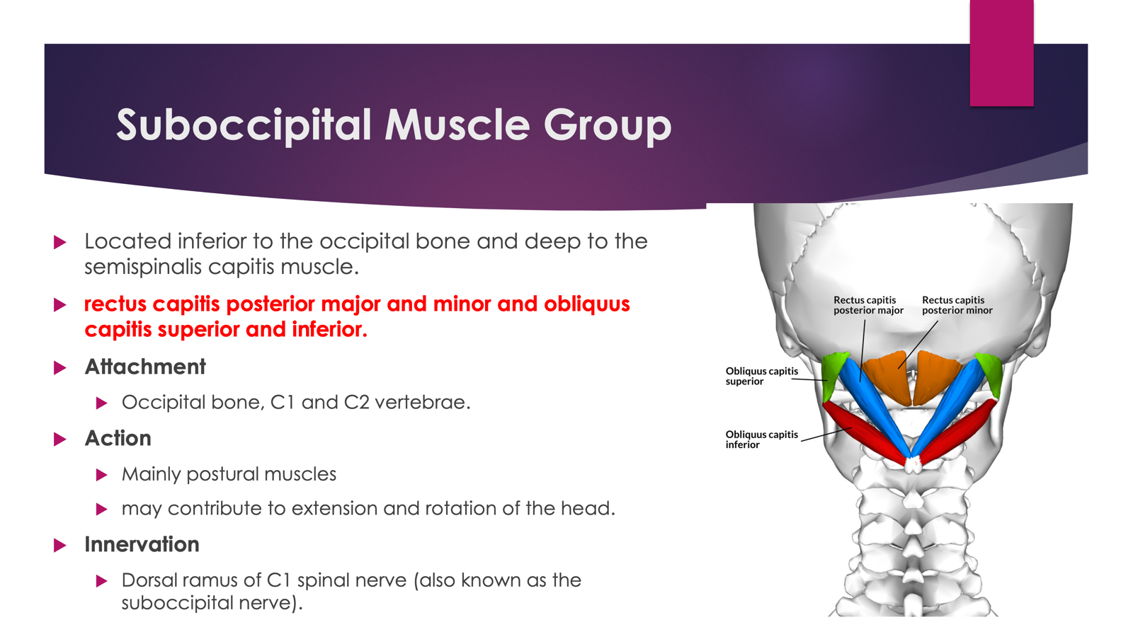 <p><span><strong>Located</strong> inferior to the occipital bone and deep to the semispinalis capitis muscle.</span></p><p></p><p><span>rectus capitis posterior major and minor and obliquus capitis superior and inferior.</span></p><p><span><strong>Action</strong></span></p><p><span>Mainly postural muscles</span></p><p><span>may contribute to extension and rotation of the head.</span></p><p><span><strong>Innervation</strong></span></p><p><span>Dorsal ramus of C1 spinal nerve (also known as the suboccipital nerve).</span></p><p></p><p></p>