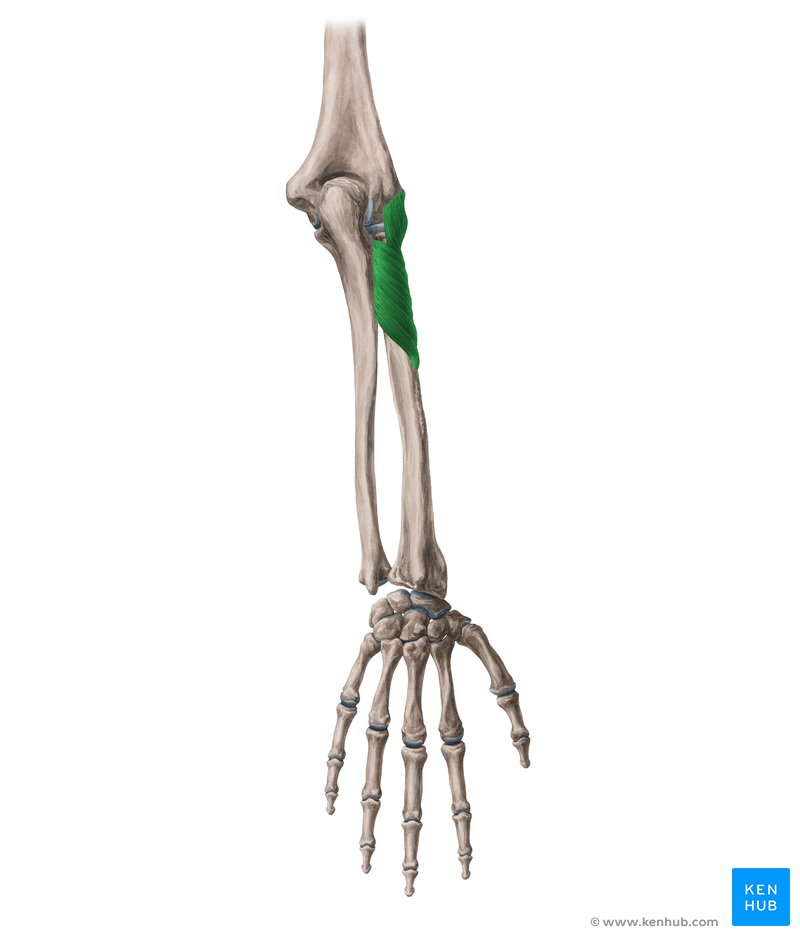 <p>supinator insertion</p>