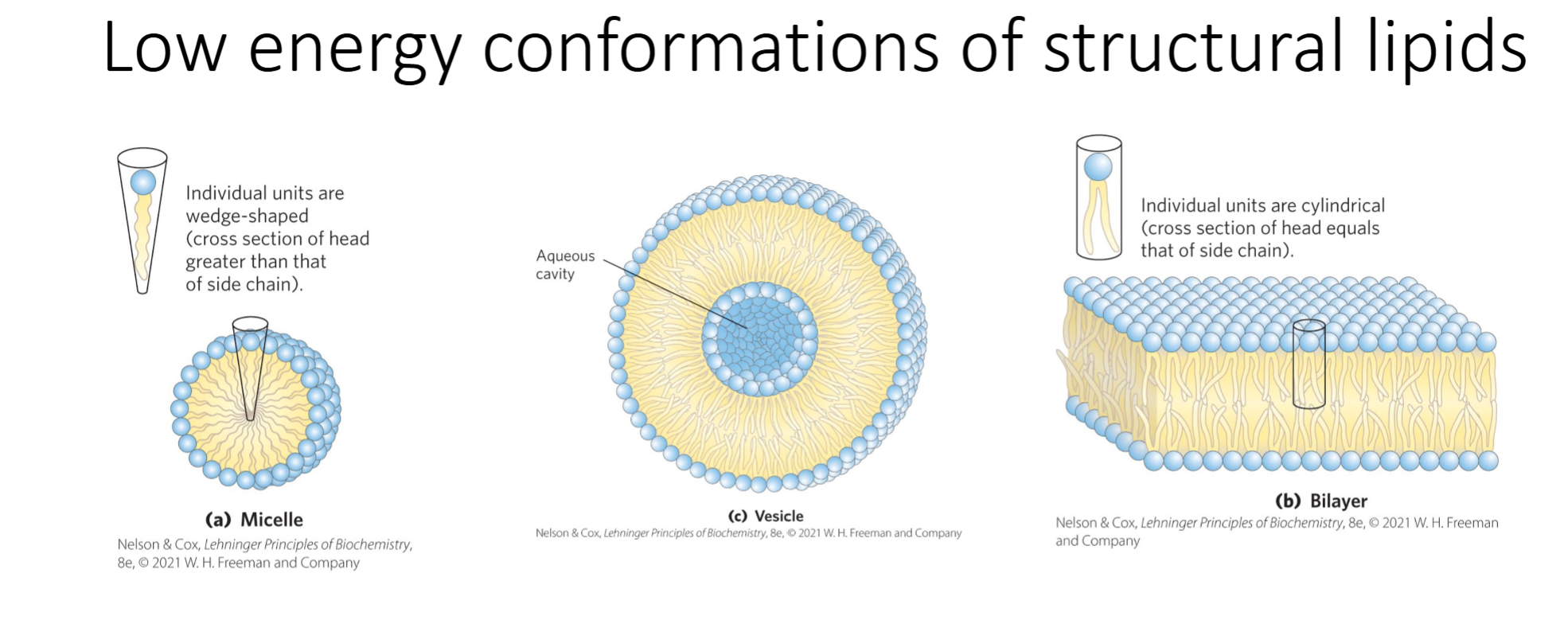 <p>True or False: Only micelles can form <em>in vitro</em></p>