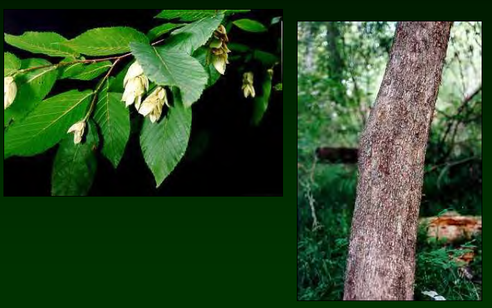 <p>•</p><p>Betulaceae</p><p>•</p><p>Very similar to Carpinus caroliniana</p><p>•</p><p>Fruits resemble hops</p><p>•</p><p>Mesic forests</p><p>•</p><p>Key Characters:</p><p>•</p><p>Serrate leaves</p><p>•</p><p>Shreddy, reddish brown bark</p>