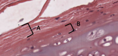 <p>What is A and B and what is the difference between the layers?</p>