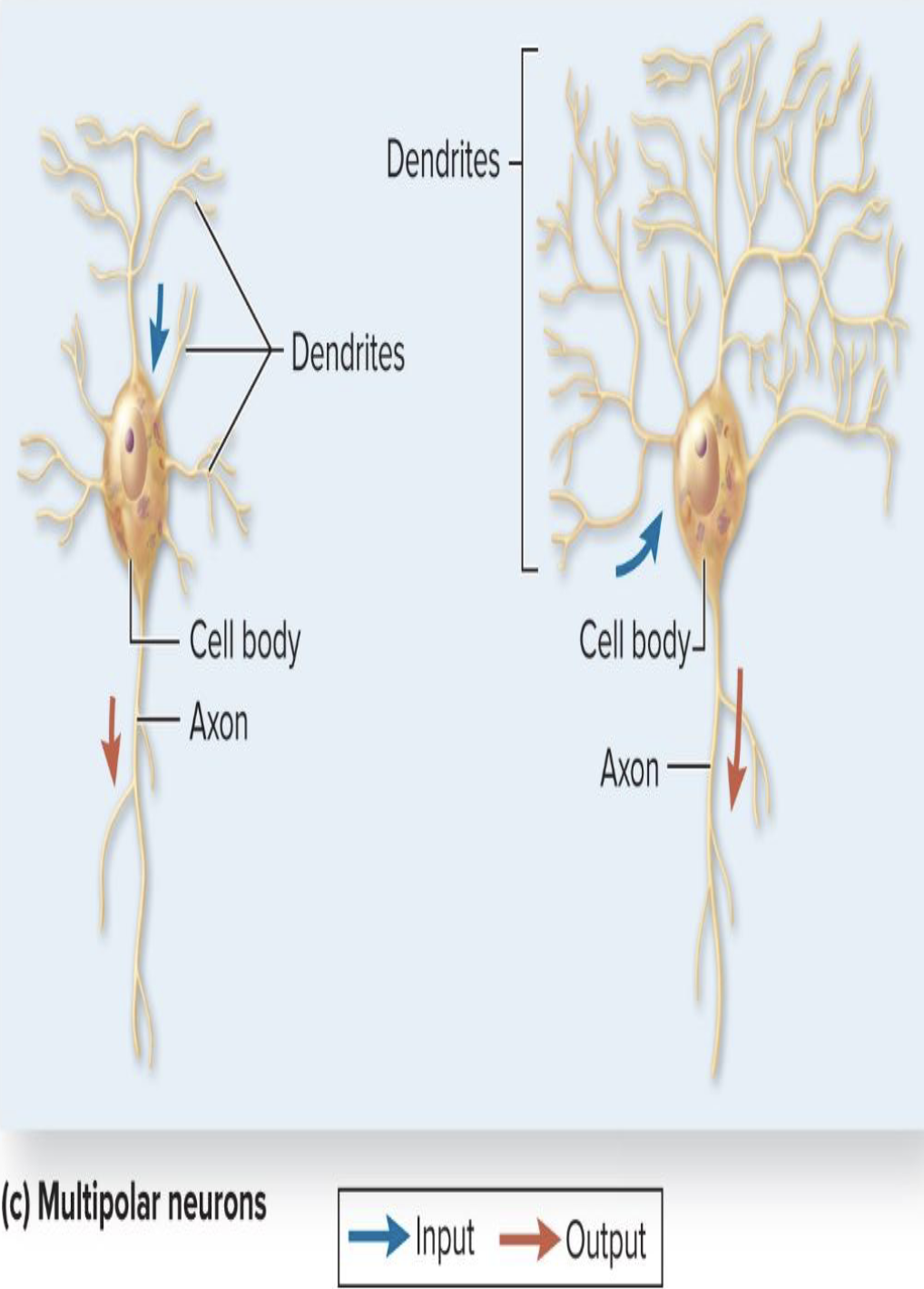 <ul><li><p>What structural type are most motor neurons?</p></li><li><p>What characterizes multipolar motor neurons?</p></li></ul><p></p>