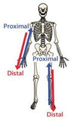 <p>Proximal (limbs only)</p>