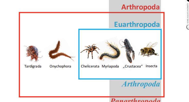 <p><br><span>Antwort: Sie gehören zur Gruppe der Panarthropoda.</span></p>