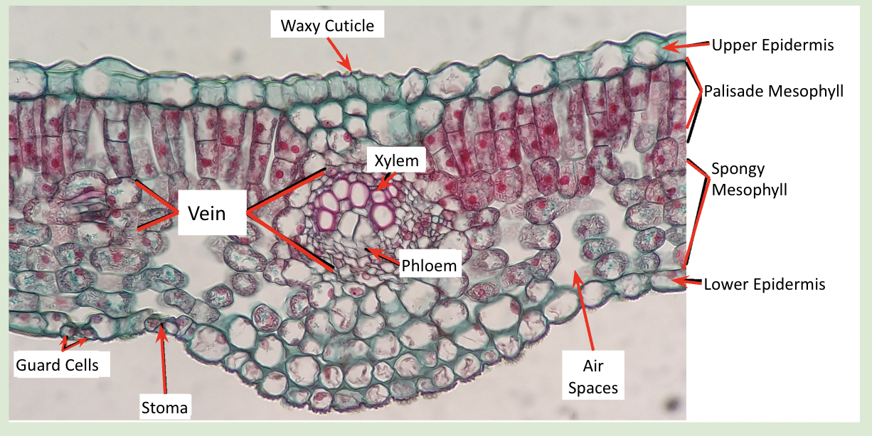 <ul><li><p><span style="background-color: transparent;"><strong>Waxy cuticle</strong>: The waxy cuticle covers the epidermis cells and reduces the evaporation of water from the leaf.</span></p></li></ul><p></p>