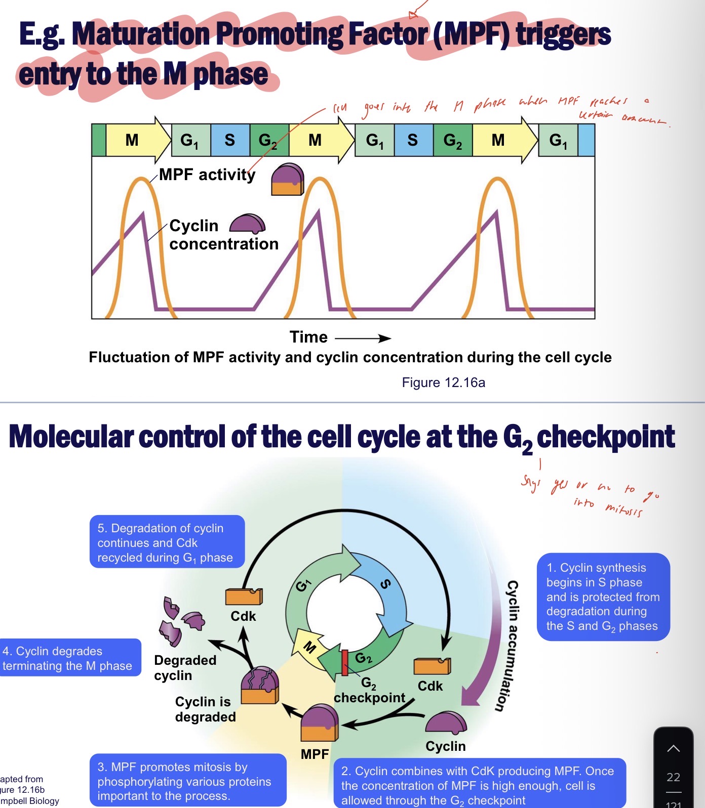 <ul><li><p>checkpoints stop the cell cycle from going into the next stage until a go ahead signal is received</p></li><li><p>G1, G2 and M checkpoints</p></li><li><p>Regulated by internal and external controls</p></li><li><p>Internal</p><ul><li><p>Rhythmic fluctuations in the abundance and activity of cell cycle control molecules pace the events -Cyclins and protein kinases</p></li><li><p>E.g. MPF (maturation promoting factor) signals the go ahead at G2 checkpoint when conc increases - is a complex formed from cyclin and a protein kinase</p></li></ul></li><li><p>External</p><ul><li><p>Crowded cells will stop dividing - surface proteins binds to its receptor on a different cell to send an inhibition signal - known as density-dependent inhibition</p></li><li><p>Cells fail to divide without essential nutrients - e.g. growth factors which are released by some cells to stimulate other cells to divide - like platelet derived growth factor which is released when an animal is injured to cause fibroblasts to divide to heal the wound - G1 checkpoint go ahead</p></li></ul></li></ul><p></p>