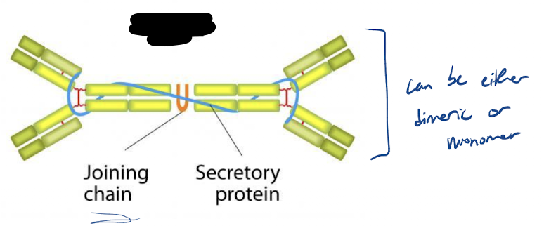 <p>Identify the Ab in the picture</p>