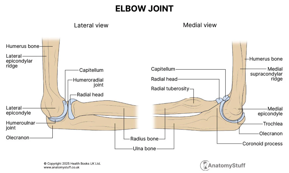 <p>Capitulum - distal humerus (lateral)</p><p>Radial head - proximal radius</p><p>Internal (medial) epicondyle - sticky out bit on the internal humerus</p><p>Trochlea - distal humerus (medial, right beside the capitulum)</p><p>Olecranon - proximal ulna (forms the point of the elbow)</p><p>External (lateral) epicondyle - sticky out bit on the lateral humerus</p>