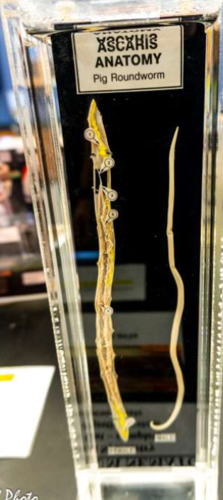 <p>Identify the Phylum &amp; name, label the components</p>