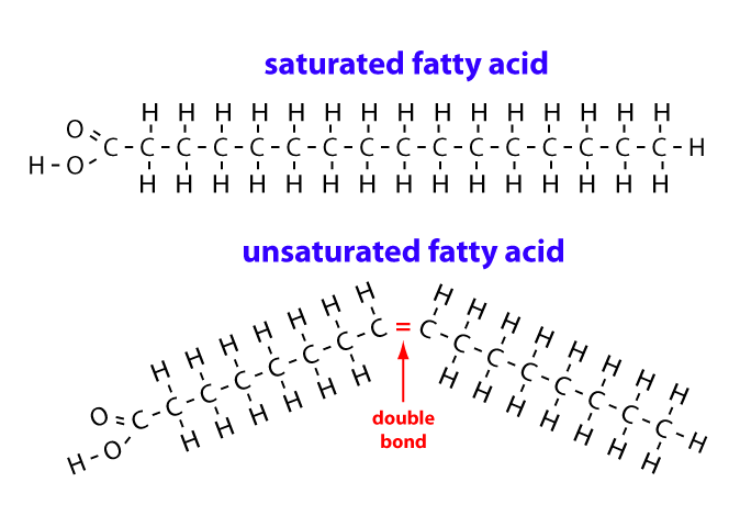 <p>Fatty acids with only single bonds in their hydrocarbon tails.</p>
