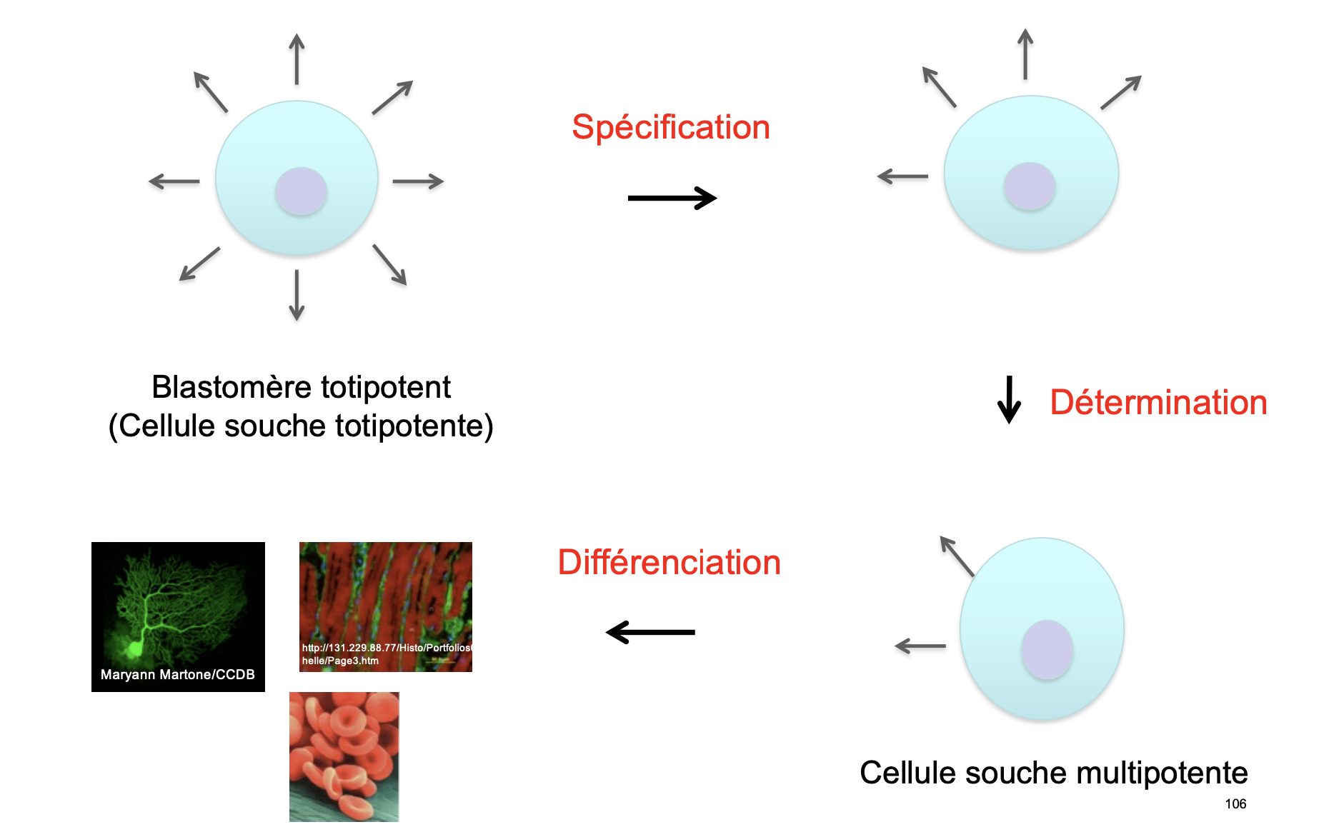 <ol><li><p>Spécification → changements permettant de restreindre le destin de la cellule</p></li><li><p>Détermination → fixe le destin des cellules</p></li><li><p>Différenciation → Donnant des fonctions différentes aux cellules → multipotente</p></li></ol><p>image</p><p></p>