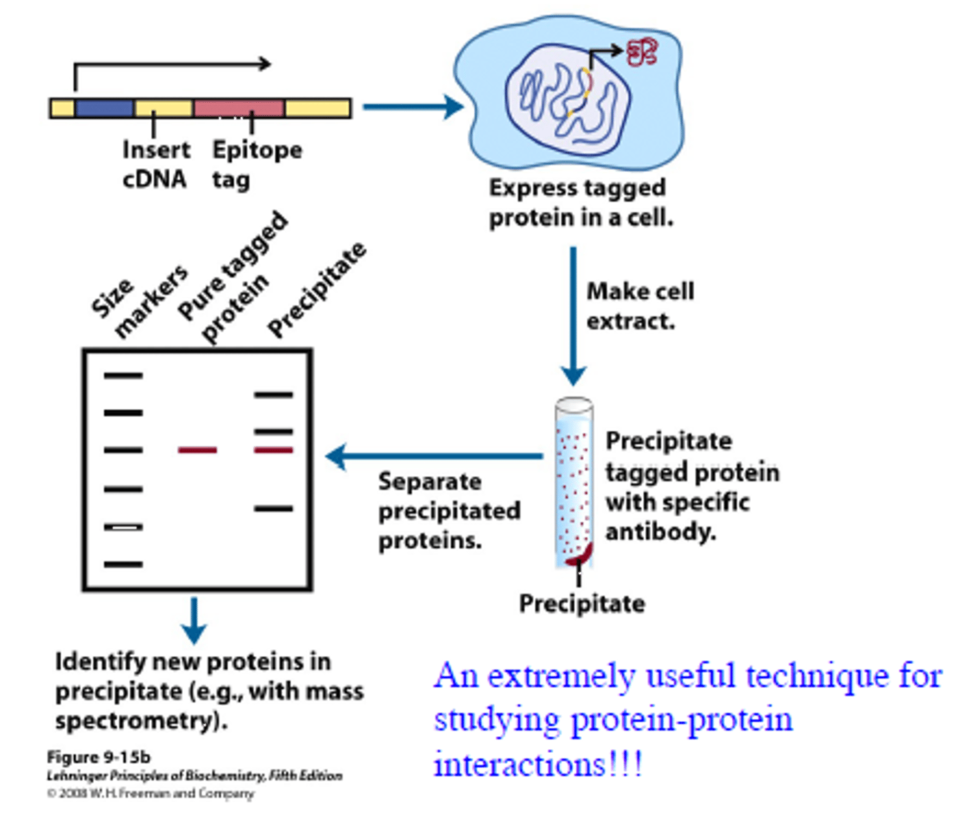 <p>An epitope tag is a short protein sequence that is bound tightly by a well-characterized monoclonal antibody. The tagged protein can be specifically precipitated from a crude protein extract by interaction wih the antibody.* If any other proteins bind to the tagged protein, those will precipitate as well, providing information about protein-protein interactions in a cell.</p><p>If the cDNA is cloned next to a gene for an epitope tag, the resulting fusion protein can be precipitated by antibodies to the epitope. Any other proteins that interact with the tagged protein also precipitate, helping to elucidate protein-protein interactions.</p>