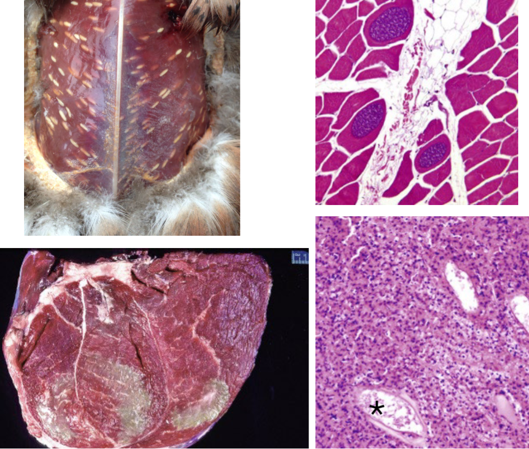 <p>What organism likely caused these lesions?</p>