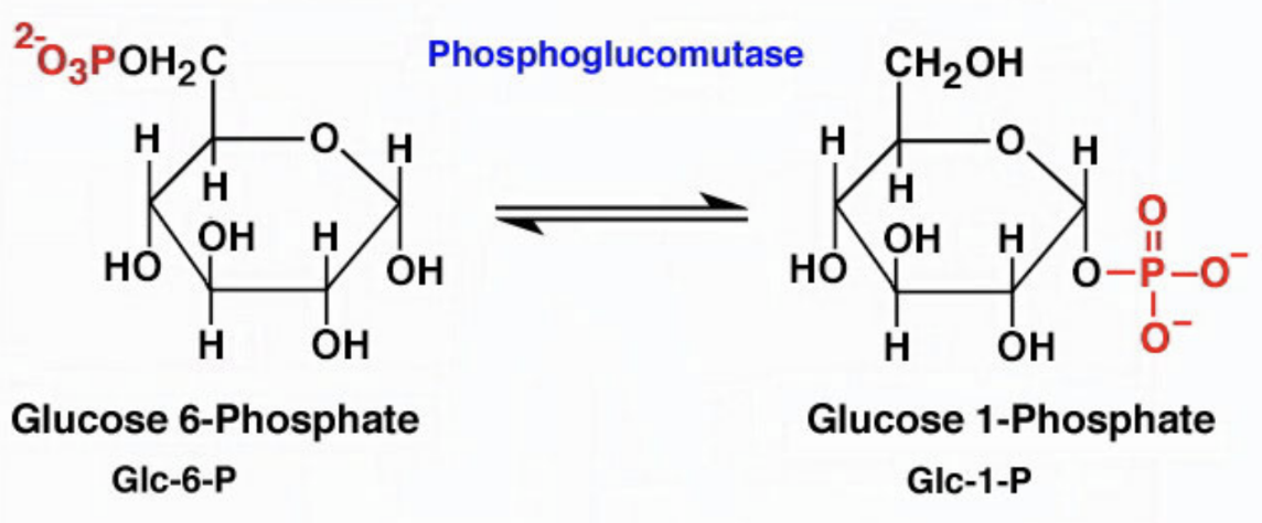 <p>What can glucose-6-phosphate derived from glycogen be used for in liver?</p>