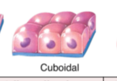 <p><span>Cuboidal</span></p>