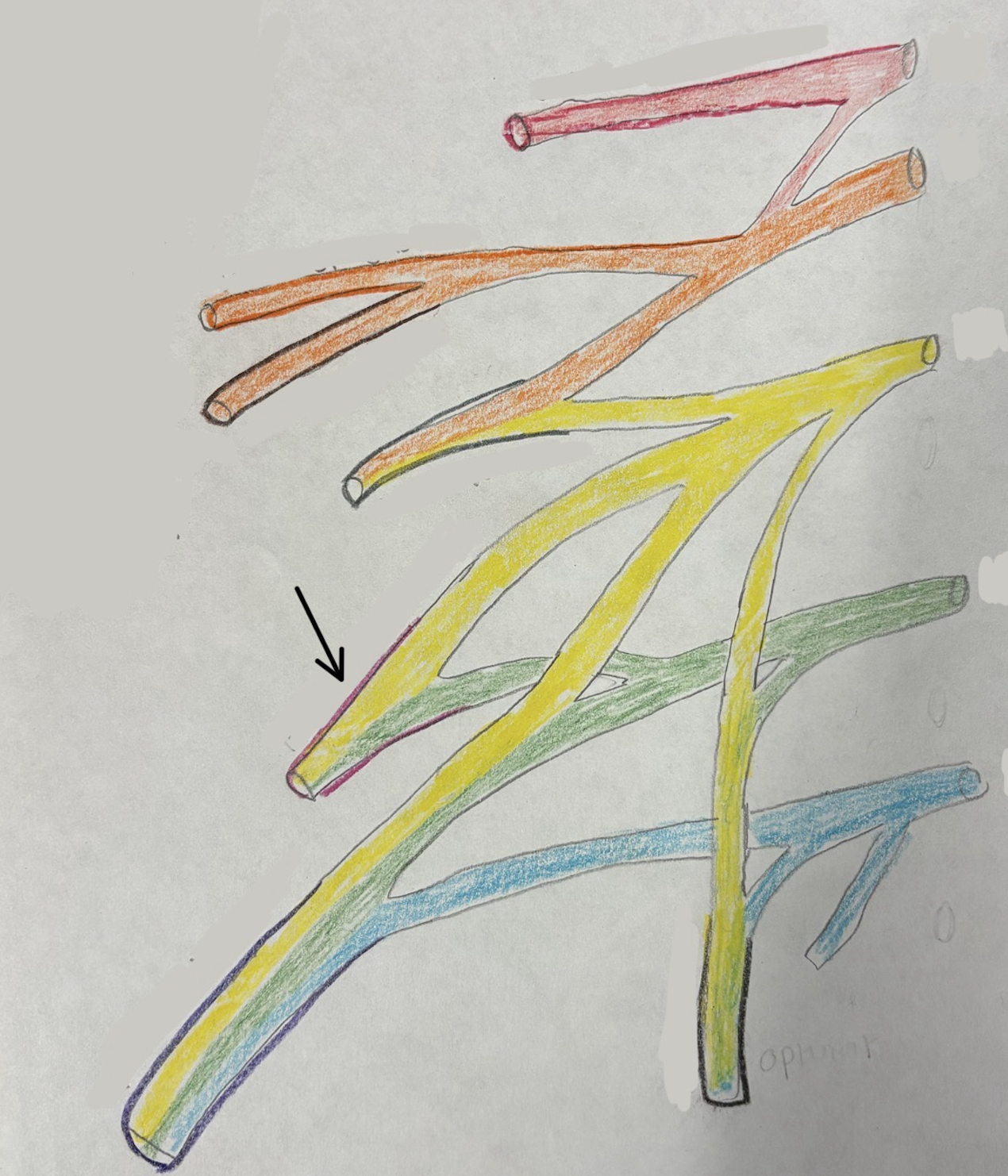 <p>what nerve is this?</p>