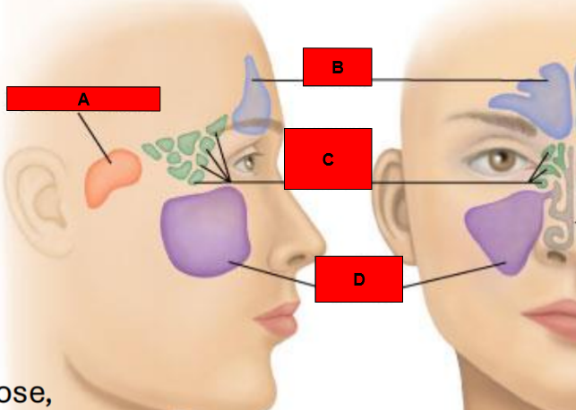 <p>What is indicated by A?</p>