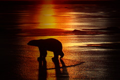 <p>climate change</p>