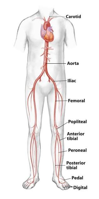 <p>thigh</p>