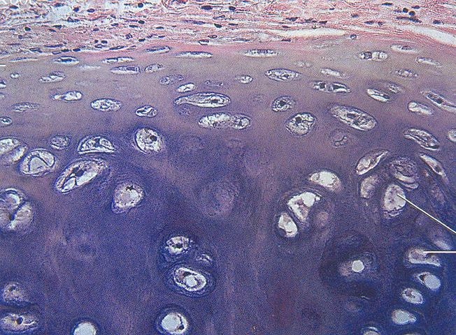 <p>Identifica el tejido</p>