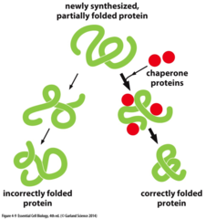 <p>molecular chaperone</p>