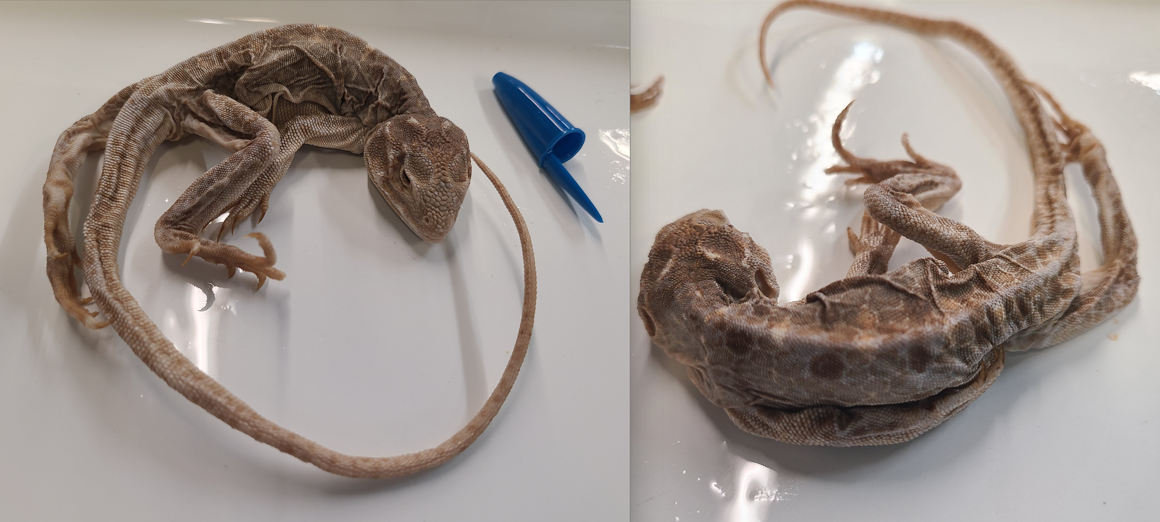 <p>Order and Family of Crotaphytus reticulatus</p>