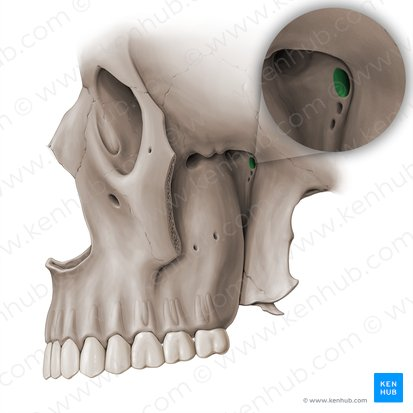 <p>sphenoid bone</p>