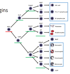 <p>-least differentiated type of hematopoietic cell</p><p>-sustained self--replication & slow (@8-10 weeks)</p><p>can differentiate into all blood cell types and some tissue cell types (macrophages, dendritic cells, osteoclasts, mast cells)</p>