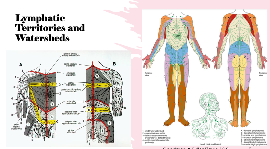 <p>Lymphatic territories refer to distinct areas of lymphatic drainage in the body, while watersheds are the linear boundaries that separate these territories, serving as areas where lymph flow is re-routed or redistributed.(in image watersheds are on the left and territories on the right)</p>