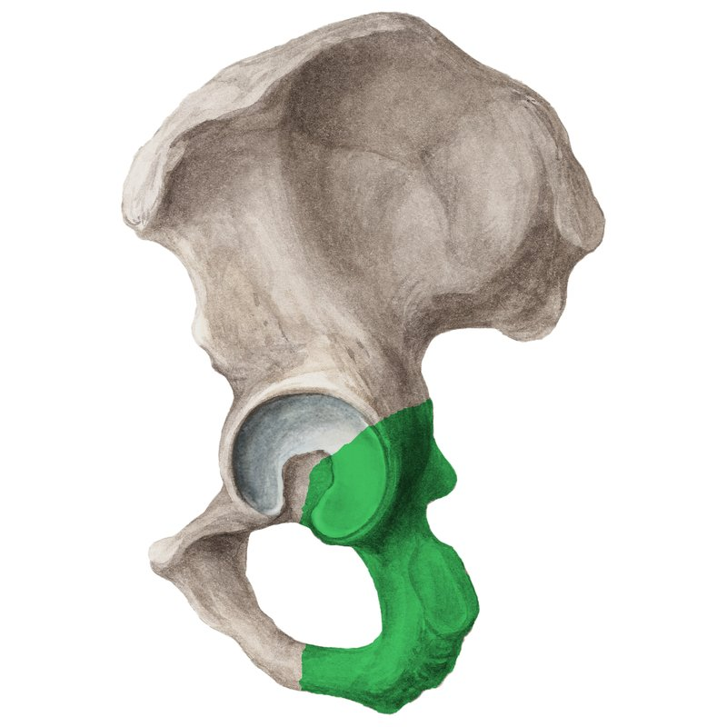 <p>the curved, lower part of the coxal bone that forms the posterior portion of the pelvis, providing support during sitting and serving as an attachment point for muscles. </p>