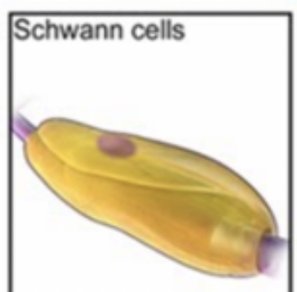 <p>Form the myelin sheath around axons in the PNS and support nerve repair.</p>