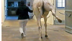 <p>What is happening to this horse: showing hyperextension, hyperflexion and abduction, shivering hyperflexion, and shivering forward flexion</p>