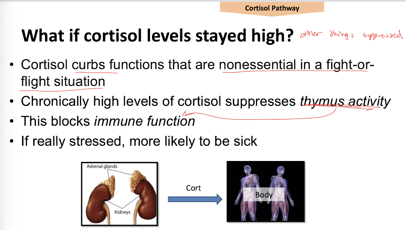 <p>cortisol curbs functions that are nonessential in a fight or flight situation</p><ul><li><p><strong>suppresses thymus activity</strong></p></li></ul><p></p>