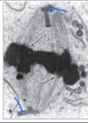 <p>Identify the specific structure</p>