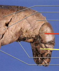 <p>what is the red line pointing to?</p>