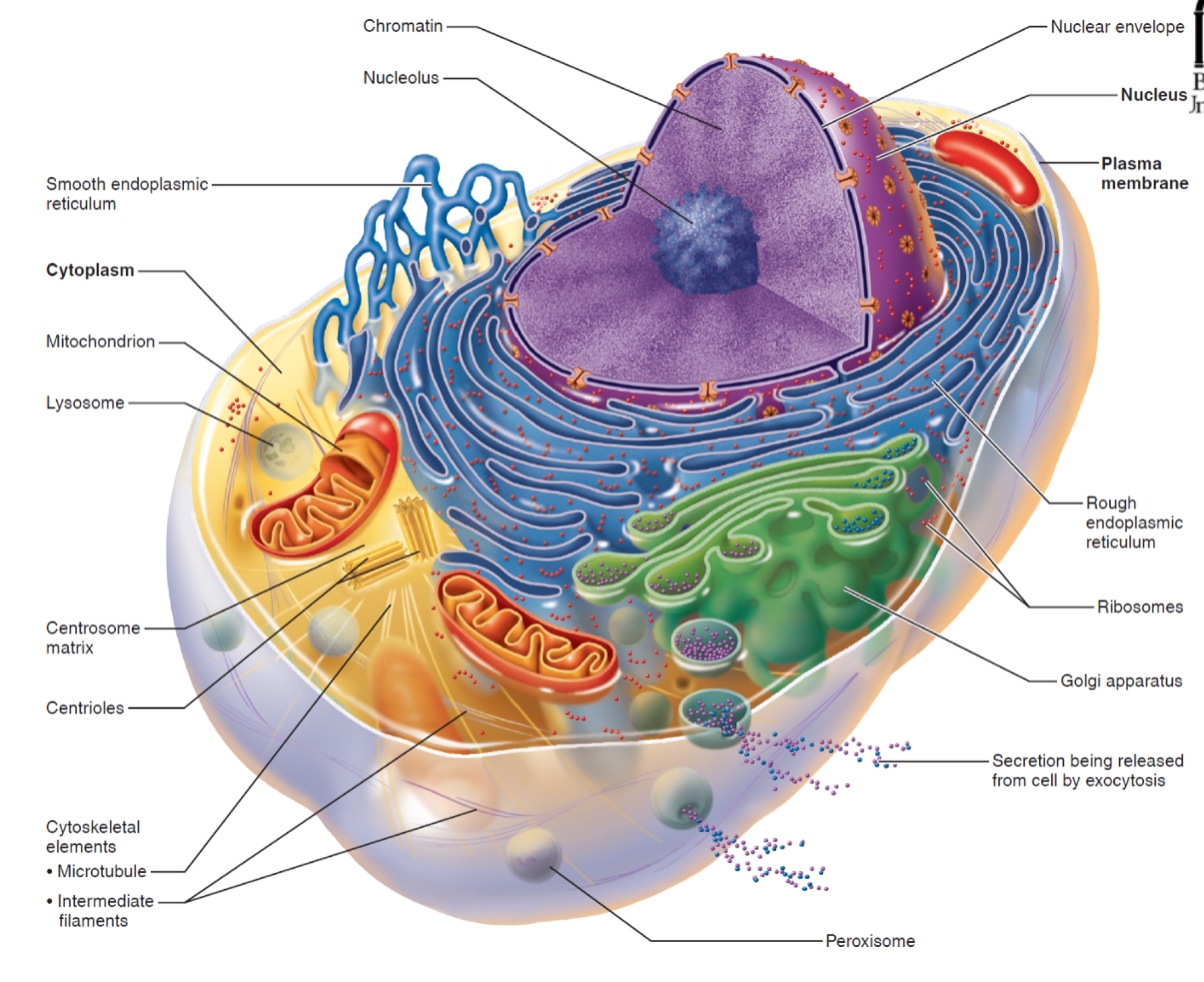 <p><span style="background-color: transparent;">&nbsp;act as a protective, selectively permeable barrier that separates the inside of the cell from the outside environment while controlling what enters and exits&nbsp;</span></p><p><span style="background-color: transparent;"><strong>Composition:</strong> selectively permeable, transport, cell communication and recognition, provides structural support</span></p>