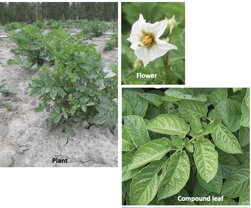 <p><strong>Plant family:</strong> Solanaceae<br><strong>Life cycle:</strong> Perennial (grown as an annual)<br><strong>Key persistence / spread:</strong> Underground tubers used for propagation<br><strong>Farming systems:</strong> Arable cropping, horticulture</p><p><strong> How to identify</strong></p><p>This crop grows as an upright, leafy herb with multiple soft green stems arising from a single point. Leaves are compound, made up of several irregularly sized leaflets arranged along a central stalk, giving a slightly uneven appearance. Leaf surfaces may be smooth or lightly hairy.</p><p>The plant produces white, pink, or purple star‑shaped flowers with yellow anthers. Below ground, swollen modified stems form at the ends of underground stolons; these are smooth‑skinned storage organs rather than true roots.</p><p>Damage to foliage often results in rapid regrowth from the base. When foliage is disturbed, plants lack a strong smell, unlike some other members of the same family.</p>