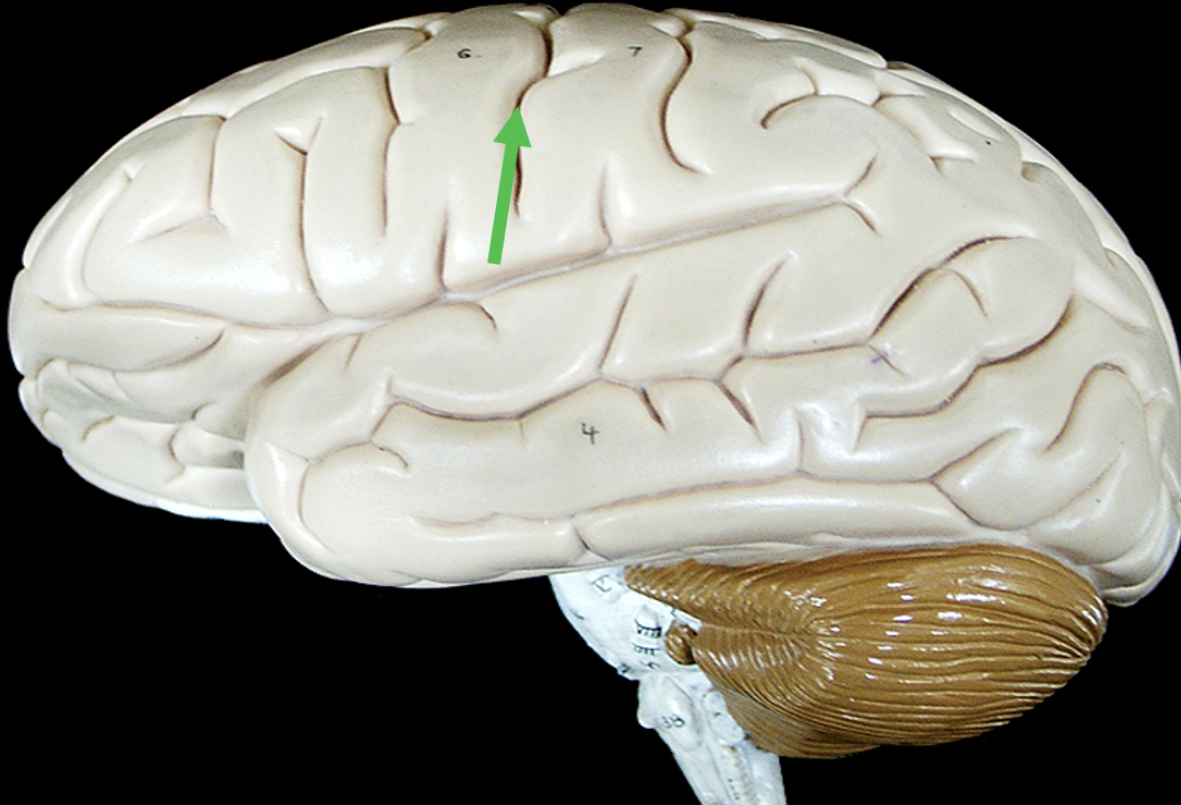 <p><span>Identify the small space on the brain indicated by the pointer.</span></p>