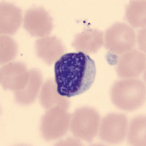 term image