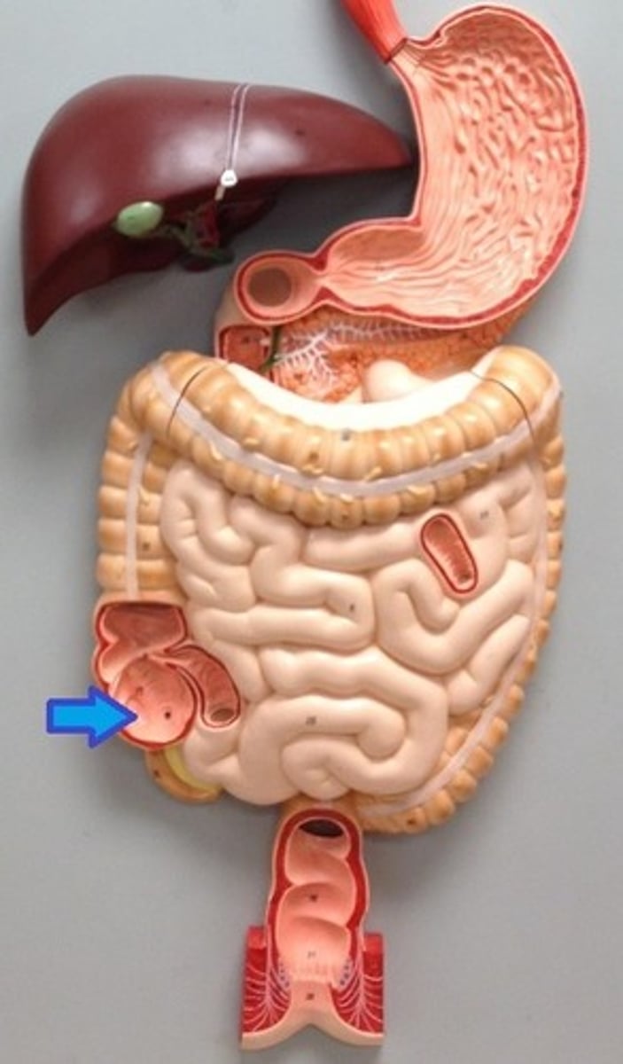 <p>the first part in which the large intestine begins and into which the ileum opens</p>