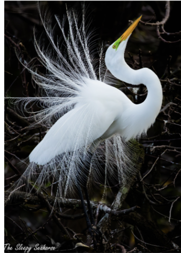 <p>What kind of feathers are these?</p>