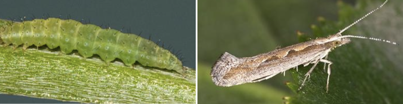 <p><strong>Type:</strong> Insect (moth larva)<br><strong>Life cycle:</strong> Multiple generations per year<br><strong>Key persistence / spread:</strong> Wind‑assisted adult movement<br><strong>Farming systems:</strong> Brassica crops</p><p><strong> How to identify</strong></p><p>Leaf damage consists of small irregular holes, often described as “shot holes", particularly on the underside of leaves.</p><p>Larvae are small, green, and tapered at both ends, often wriggling violently when disturbed. They may drop on silk threads.</p><p>Adults are small grey moths with a distinct diamond pattern when wings are folded but are rarely seen closely.</p><p>Heavy infestations can skeletonise leaves, severely reducing forage or crop quality.</p>