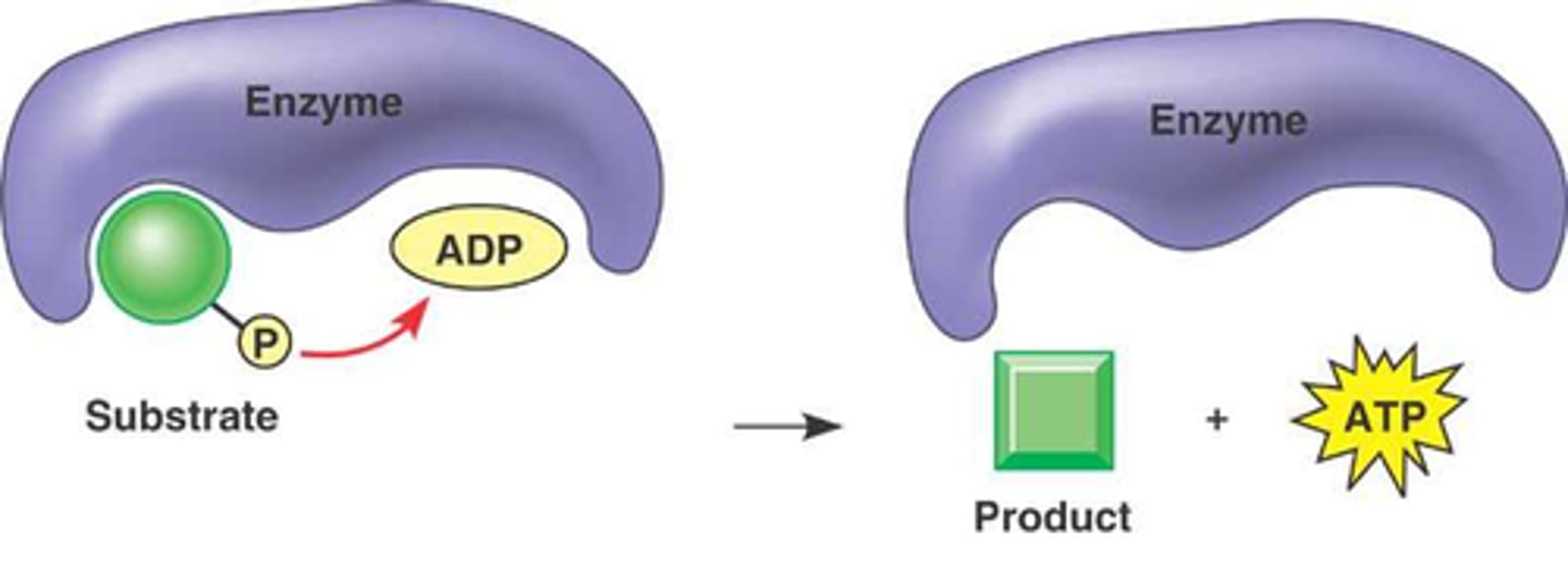 <p>The metabolic process of introducing a phosphate group into an organic molecule.</p>