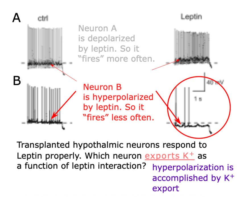 <p>Neuron B is hyperpolarized by leptin as potassium leaves, so it “fires” less often.</p>